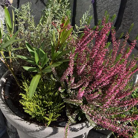 Hytte Lawendowe Wzgorze 21 Dom Z Jacuzzi Na Wylacznosc Wegierska Gorka